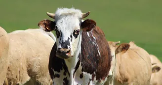 Vache, GAEC de Lubia, Saint Frajou3 Vache, GAEC de Lubia, Saint Frajou3