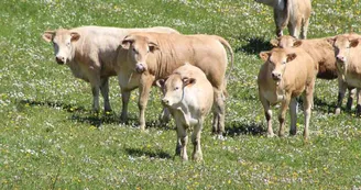 Vache, GAEC de Lubia, Saint Frajou4 Vache, GAEC de Lubia, Saint Frajou4