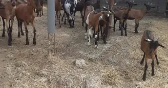 La ferme de Soépi La ferme de Soépi
