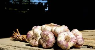 Ail Violet de Cadours