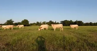 vaches-web