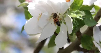 Abeille sur fleur de pommier