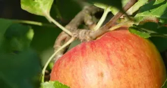 pomme.jpg