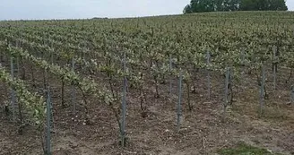 VIGNES