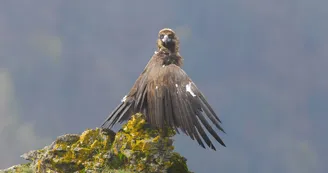 Vautour Moine