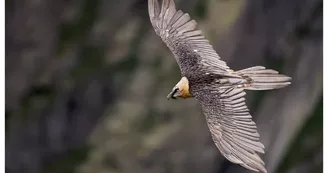 Gypaète Barbu