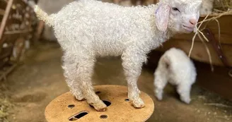 Chevreau angora Chevreau angora