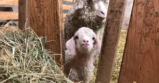 Chèvres angora de l'Agricultur'elle Chèvres angora de l'Agricultur'elle