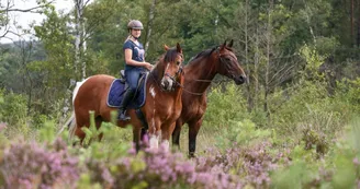 haute marne chevaux balade mdt adobestock adobestock 225082499._1