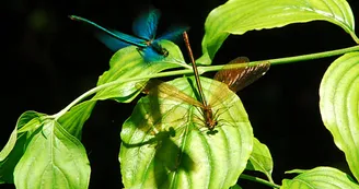 Demoiselles Demoiselles