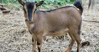 La Ferme d'Argentin
