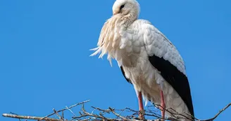 Enclos à cigognes