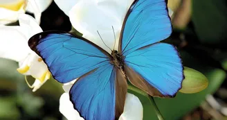 Morpho Anaxibia Morpho Anaxibia