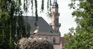 Eglise des Jésuites et cigognes à Molsheim