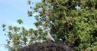 La petite île aux cigognes
