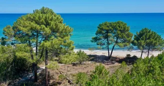pinia-ghisonaccia