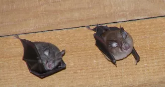 Petits rhinolophes