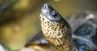 Tortue (7)