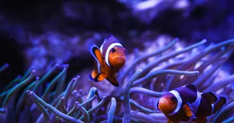 Poisson clown