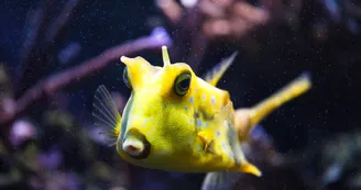 Poisson vache