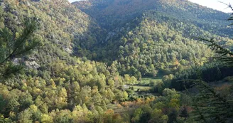 forêt