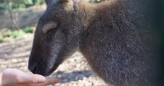 wallabies
