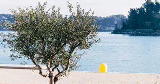 Etang de l'Olivier