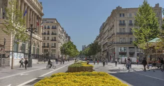 La Canebière, fleurs jaunes©mrOMTCM