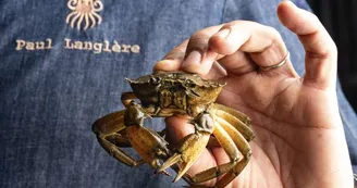 Crabe Sépia x Julis, Marseille