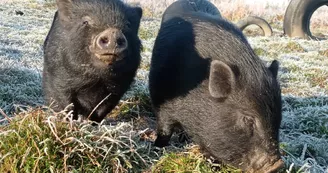 cochons cochons