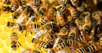 Abeilles Abeilles