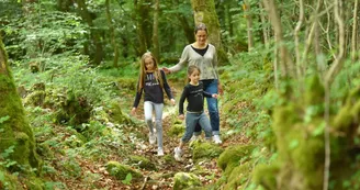Forêt d'Épagne à Sauviat-sur-Vige en Limousin Forêt d'Épagne à Sauviat-sur-Vige en Limousin