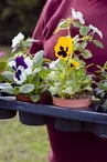 Fête des fleurs
