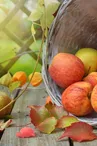Fête de l'automne Le Chalard